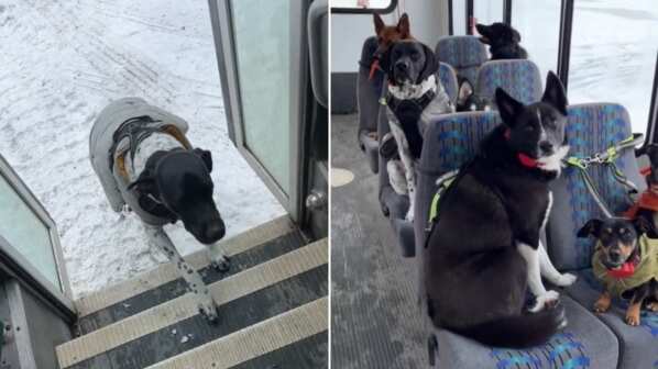 Cada perrito sabe cuál es su asiento