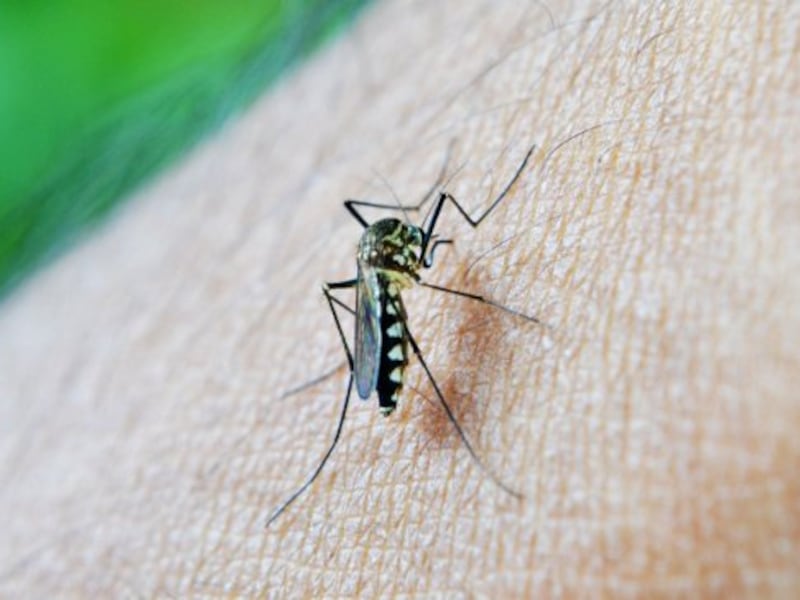 Detectan foco de dengue en terminal de buses de Los Andes: 179 casos van en este año