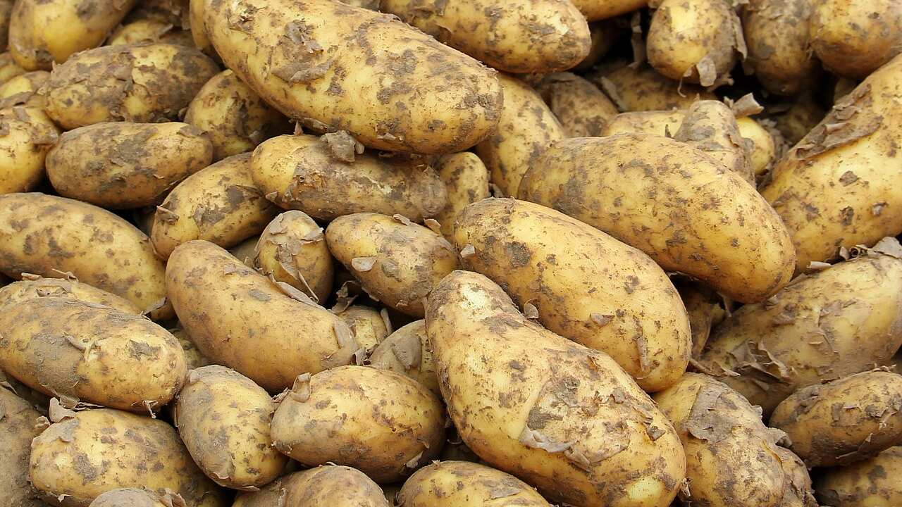 Papas