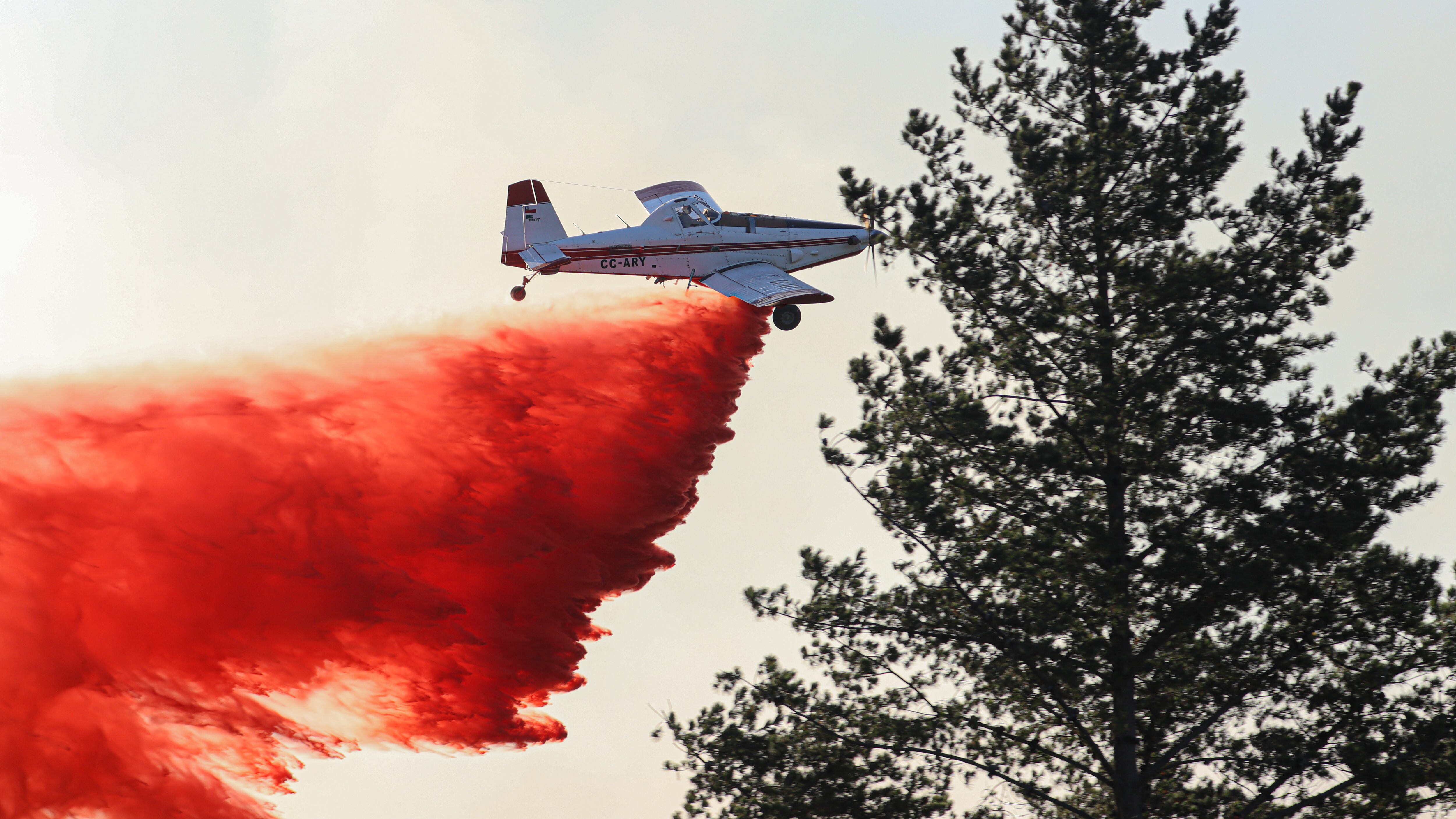 TOMÉ: Incendio forestal en el sector de Punta de Parra | 08 DE FEBRERO DE 2025/TOME
Incendio Forestal Punta de Parra
FOTO: RODRIGO FUICA/AGENCIA UNO