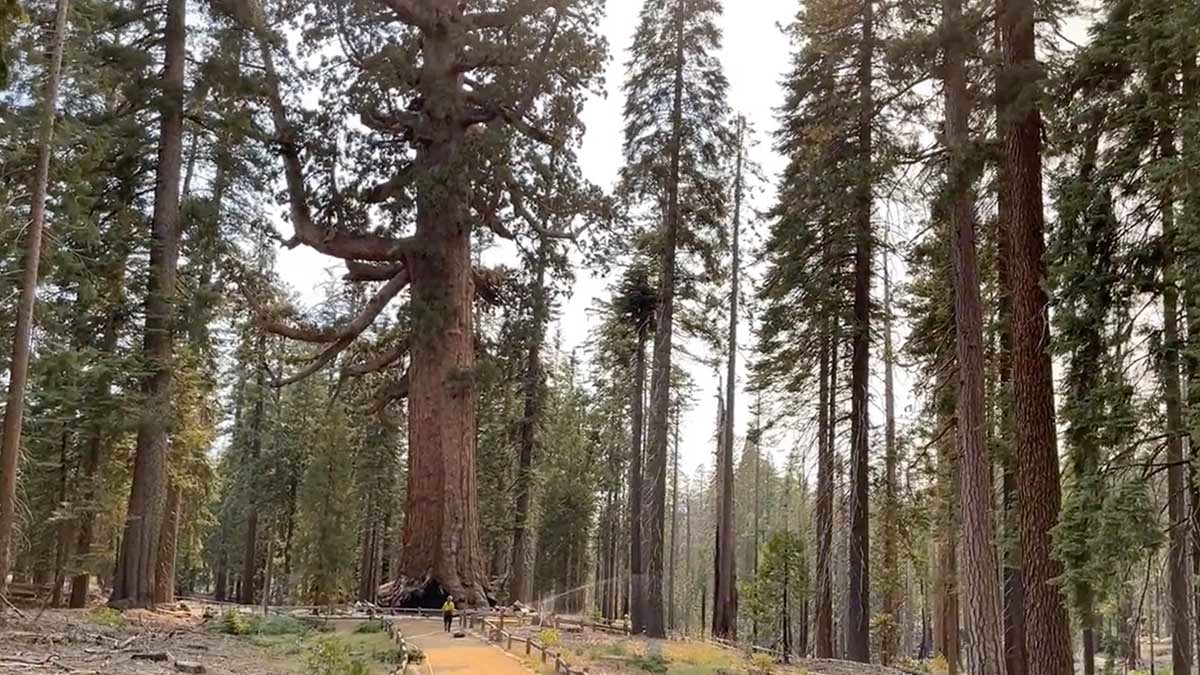 Incendio amenaza "The Grizzly Giant", la secuoya de 3 mil años de edad