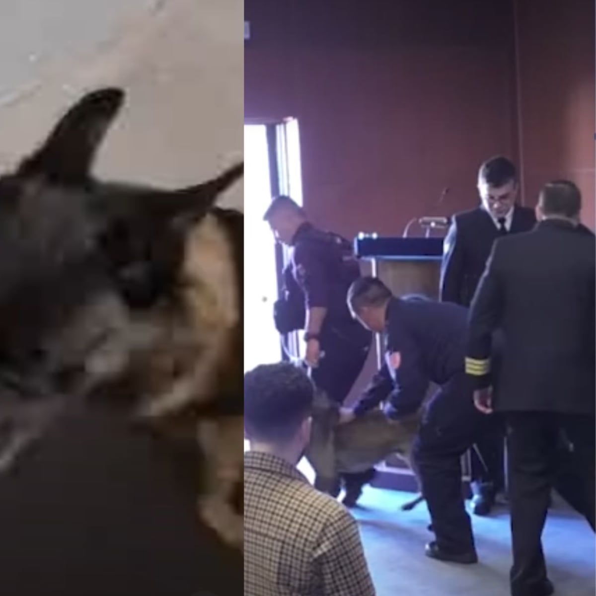 Perro antidrogas muerde a vicealmirante en ceremonia oficial Perro antidrogas muerde a vicealmirante en ceremonia oficial