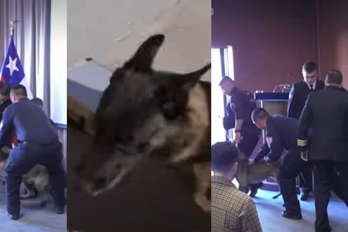 Inesperado ataque en la Armada: Perro antidrogas muerde a vicealmirante en ceremonia oficial