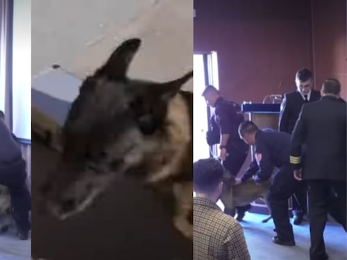 Inesperado ataque en la Armada: Perro antidrogas muerde a vicealmirante en ceremonia oficial