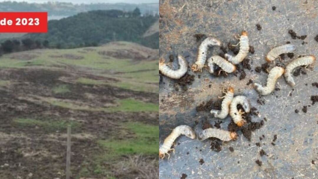 Gusano Blanco en Chiloé