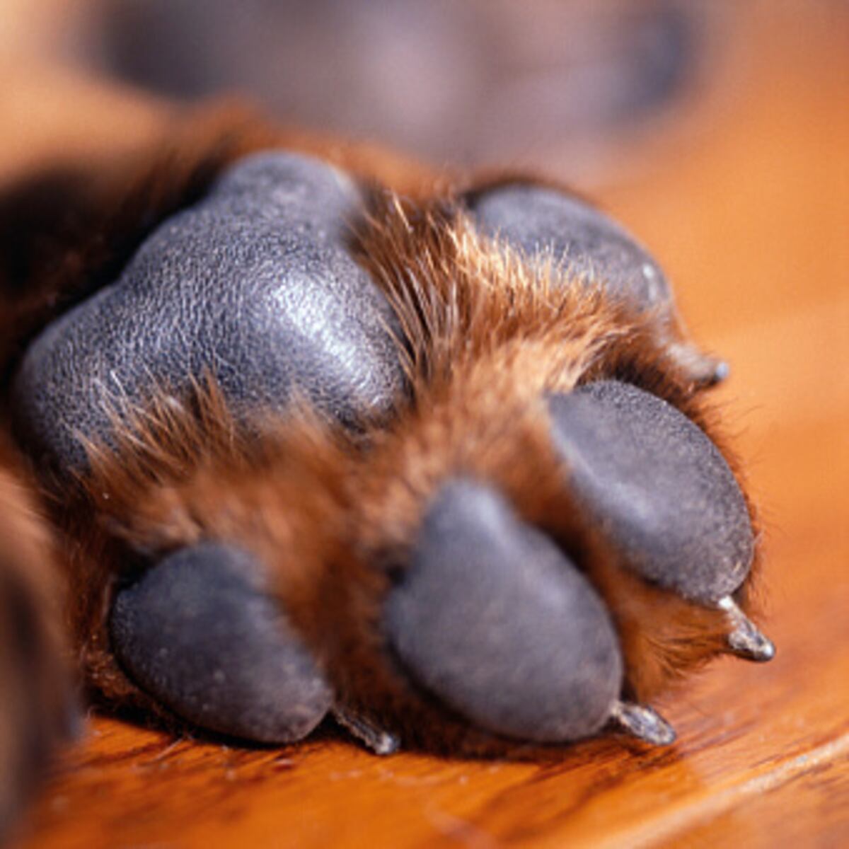 Solicitan orden de detención contra hombre que maltrató a perro en Lonquén Solicitan orden de detención contra hombre que maltrató a perro en Lonquén