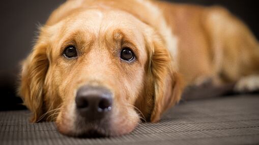 Nombres extraños para perros