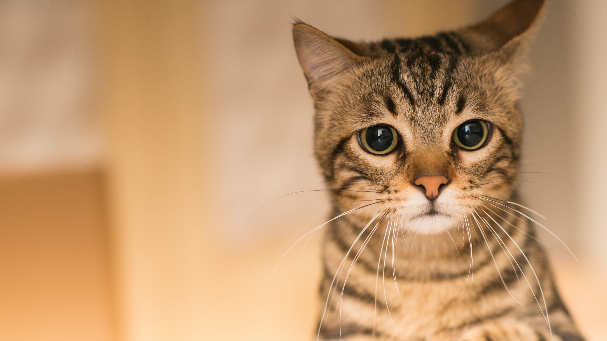Gato