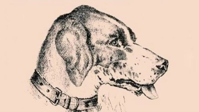 Reto perro