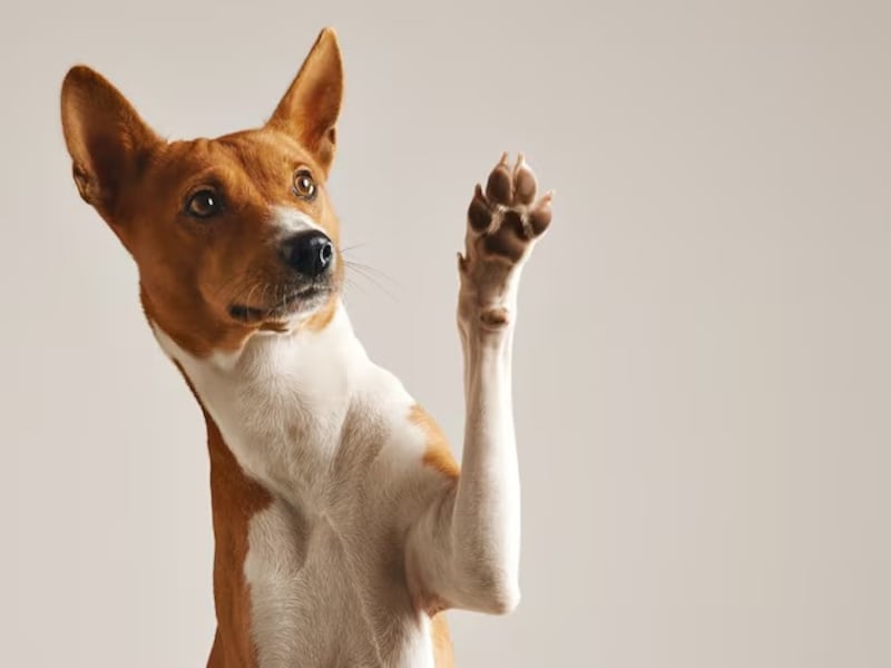 El 72% de los hogares en Chile tiene mascotas: los perros siguen siendo los favoritos y el gasto mensual supera los $30 mil