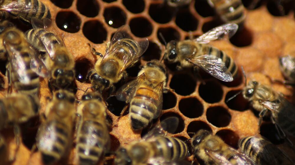 Abejas