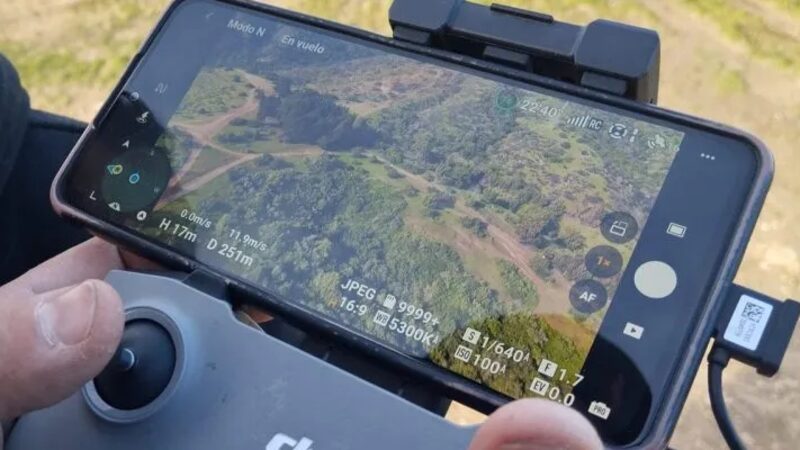 Avistamiento de pumas