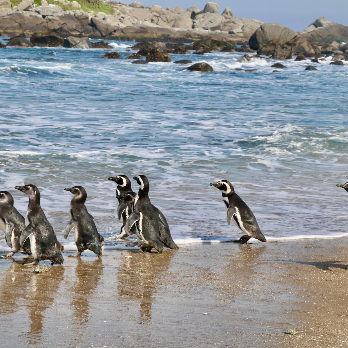 Restauración ecológica protege al pingüino de Humboldt en Isla Cachagua Restauración ecológica protege al pingüino de Humboldt en Isla Cachagua