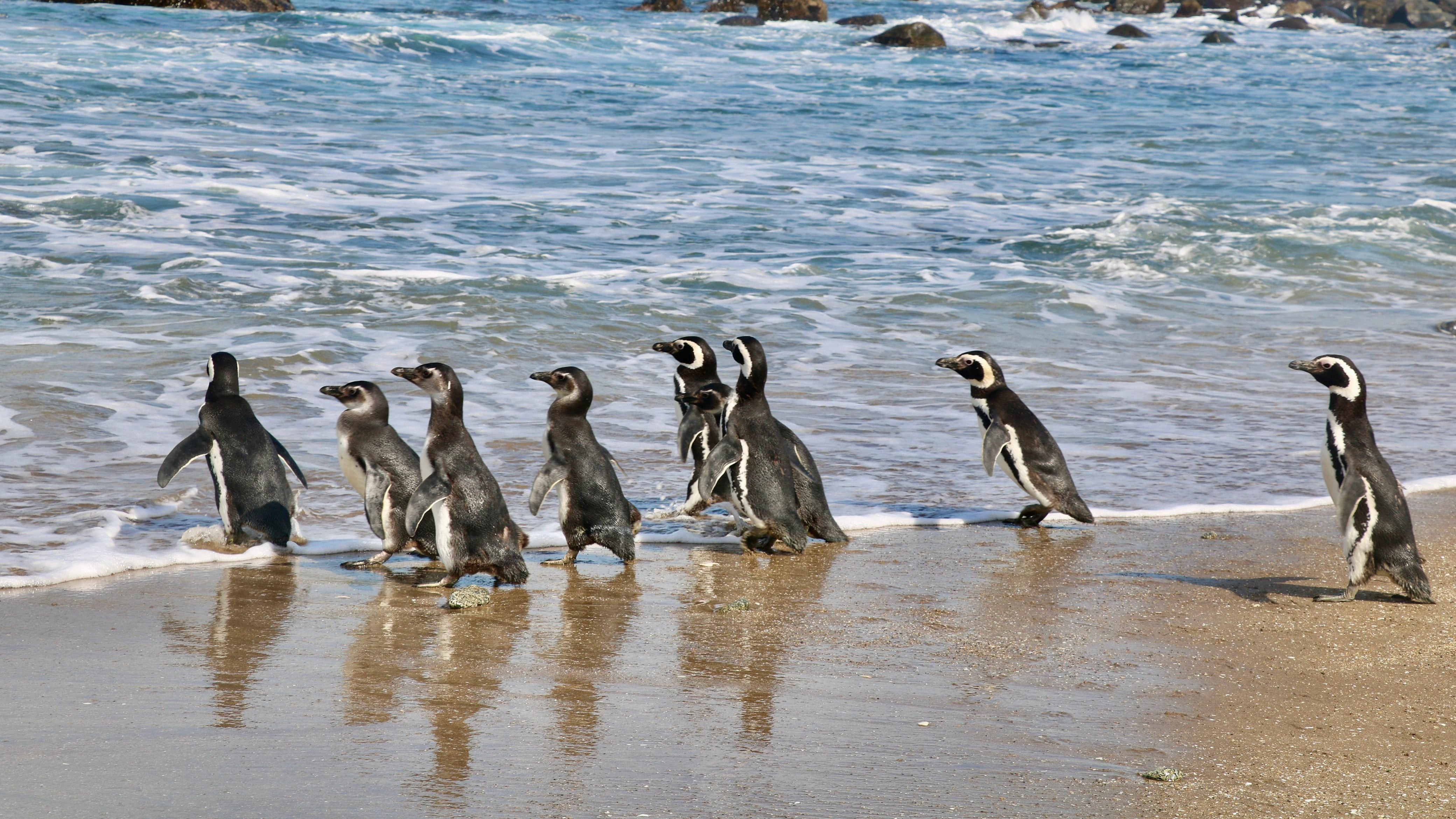 Se inicia restauración ecológica para proteger al pingüino de Humboldt en Isla Cachagua | Gentileza: Municipalidad de Zapallar