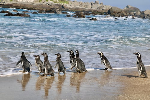 Se inicia restauración ecológica para proteger al pingüino de Humboldt en Isla Cachagua: buscan mejorar condiciones de reproducción