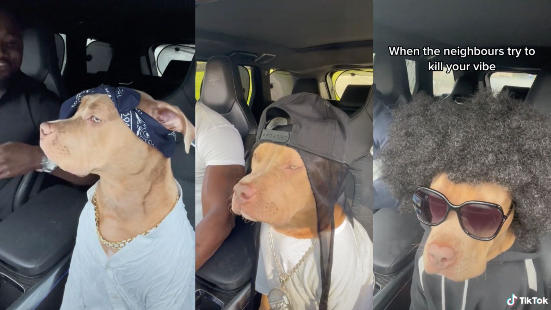 Perrito rapero se vuelve viral el TikTok