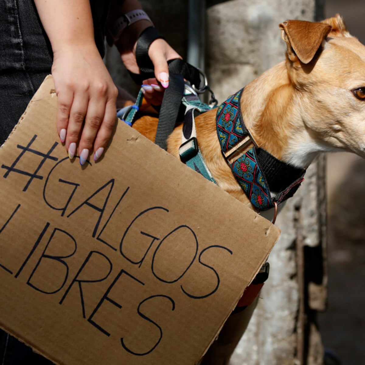 Proyecto de ley avanza para sancionar carreras de perros Proyecto de ley avanza para sancionar carreras de perros