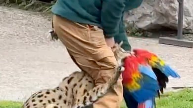 Guacamayo atacado en el Buin Zoo