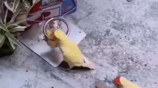 Son cinco los pericos jugando basquetbol que sobre un estadio improvisado han conquistado a todos quienes los ven.