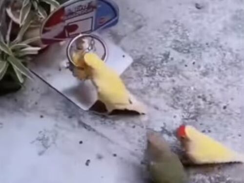 Video viral de unos pericos jugando basquetbol que la rompe en redes sociales