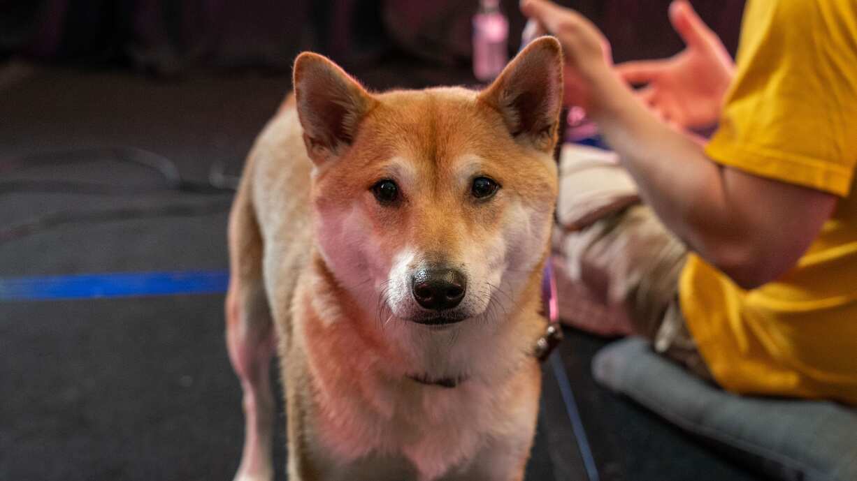 Un perro es una celebridad en Japón por jugar videojuegos con fines benéficos