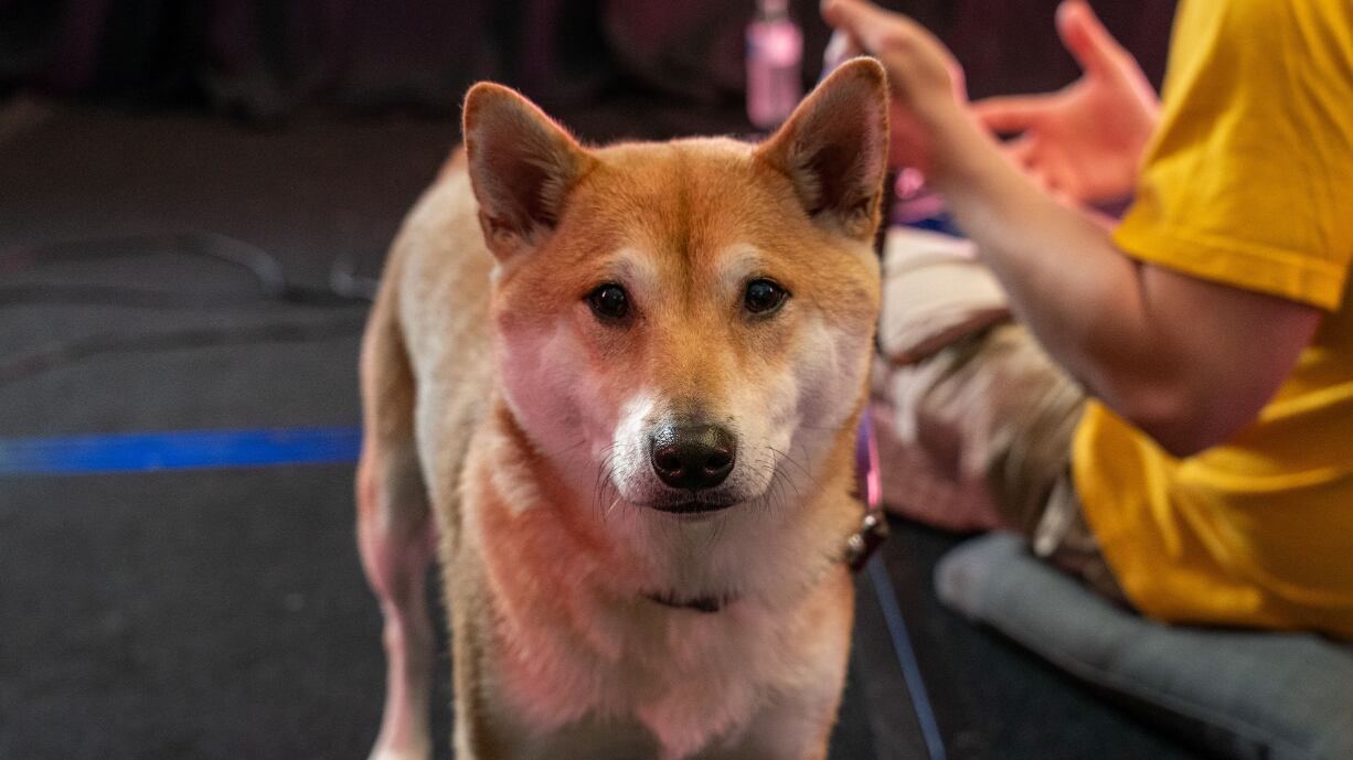Un perro es una celebridad en Japón por jugar videojuegos con fines benéficos