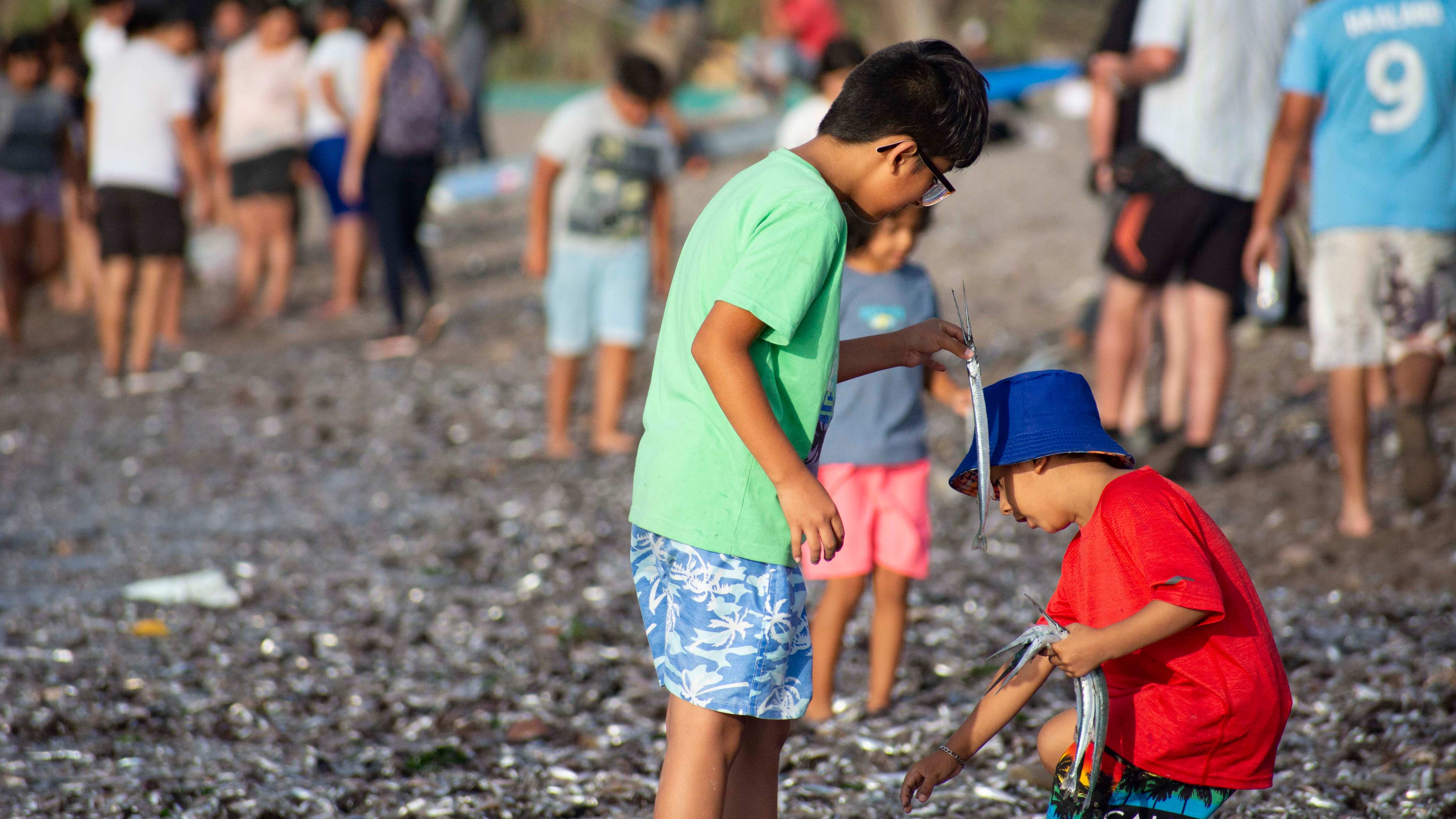 Varamiento de peces.