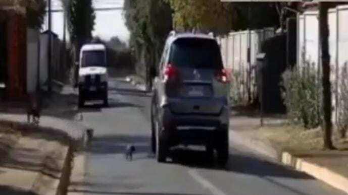 Mujer abandona gatita en Machalí