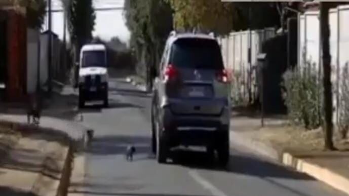 Mujer abandona gatita en Machalí