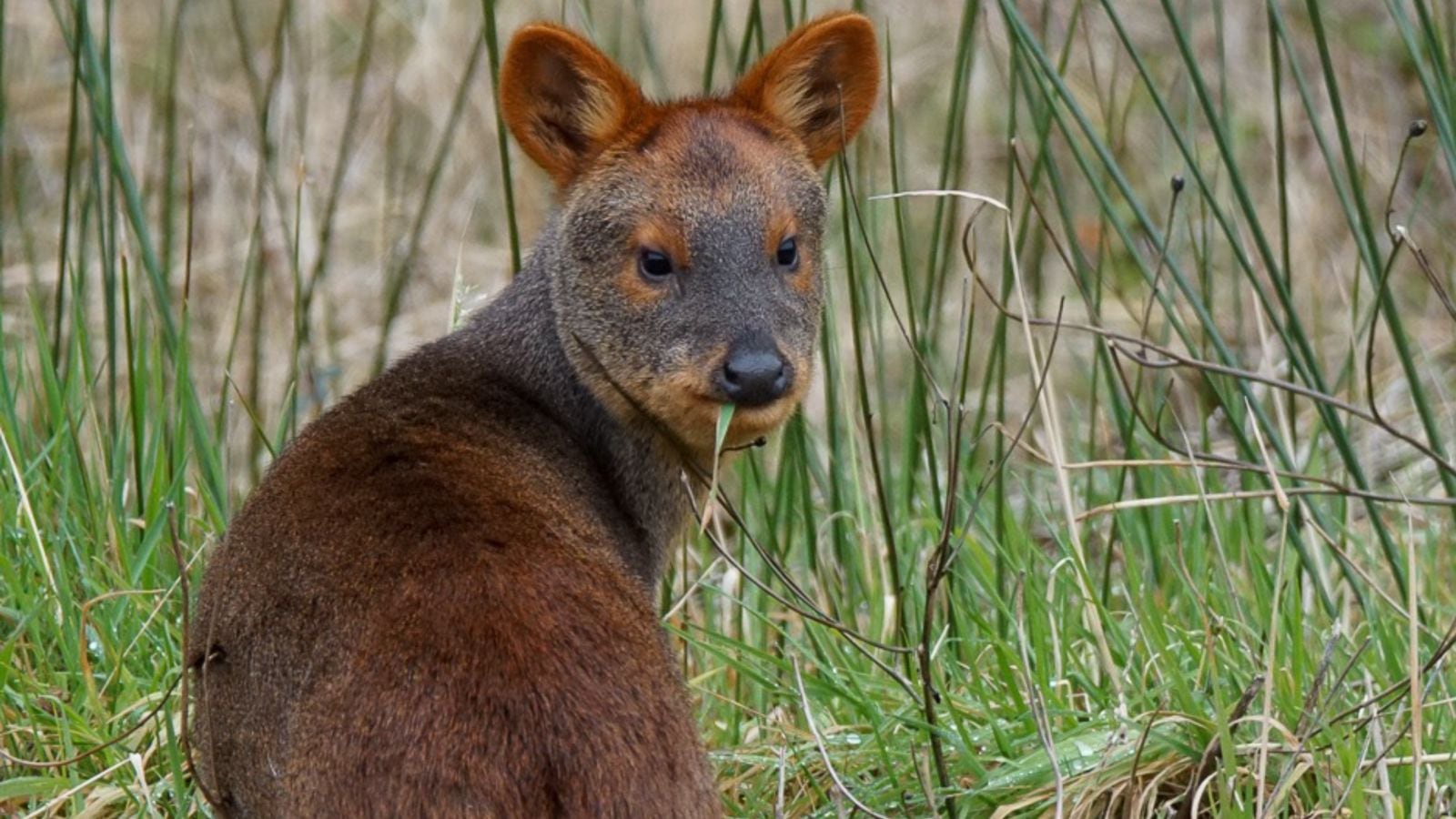 Pudú