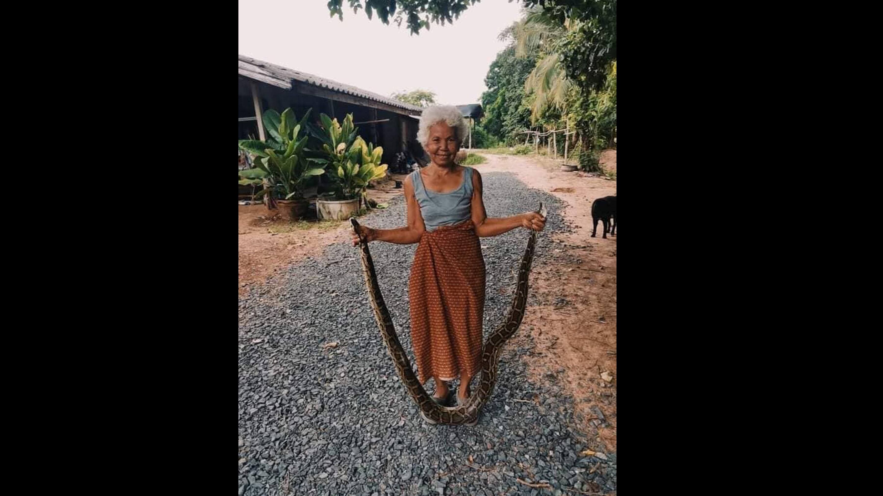 Abuela se hace viral al atrapar pitones con sus propias manos