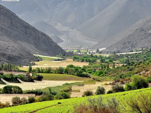 ¿Fanático de la piscola? Industria del pisco pasa de los destilados a la coctelería y apuesta por productos premium