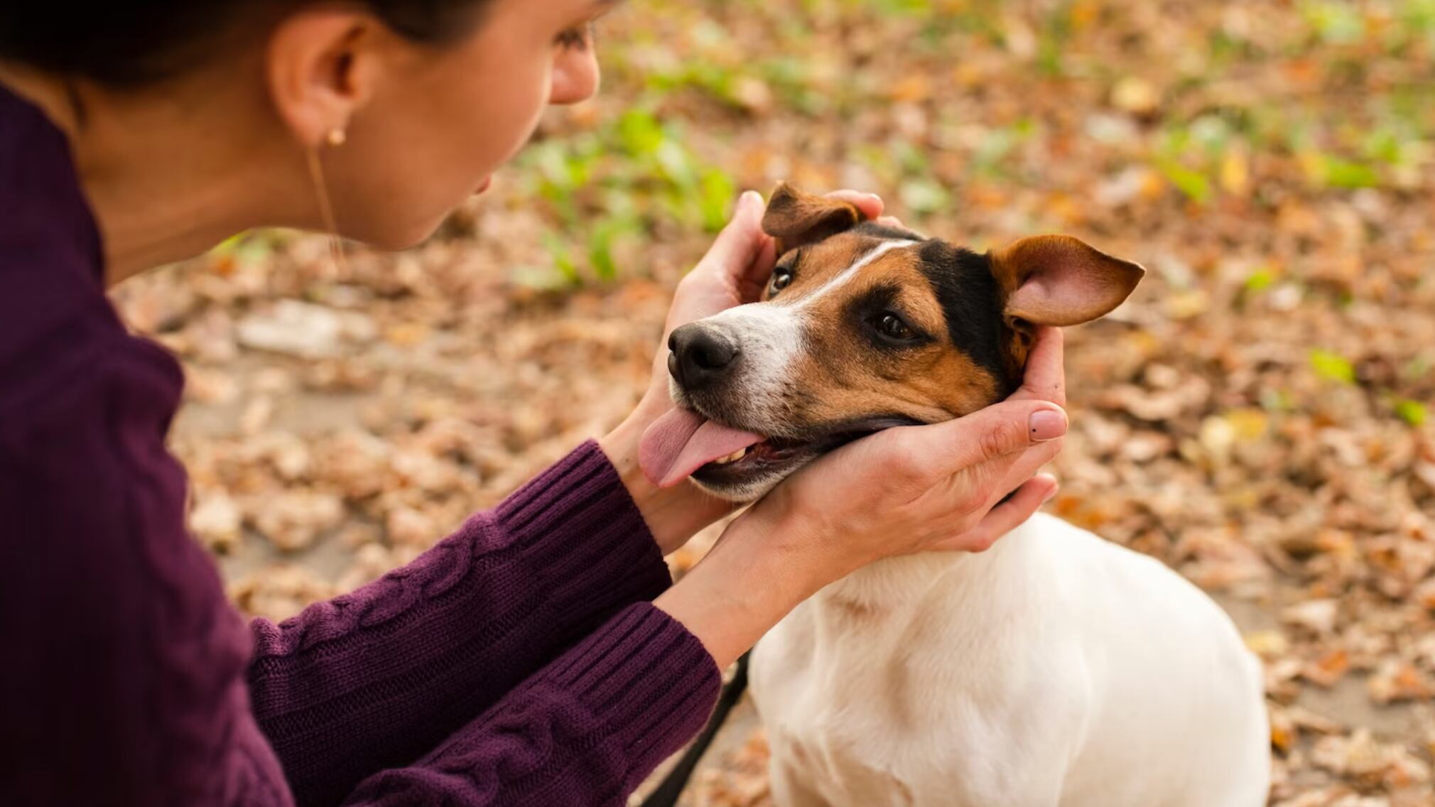 La conexión con las mascotas es única