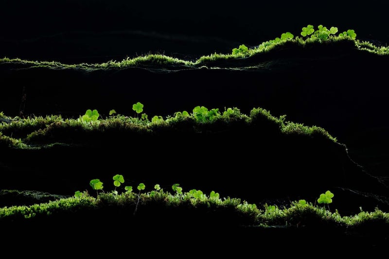 El concurso GDT Nature Photographer of the Year 2026 volvió a deslumbrar al mundo con una colección de fotografías que combinan arte, paciencia y conciencia ambiental. Foto: cortesía.