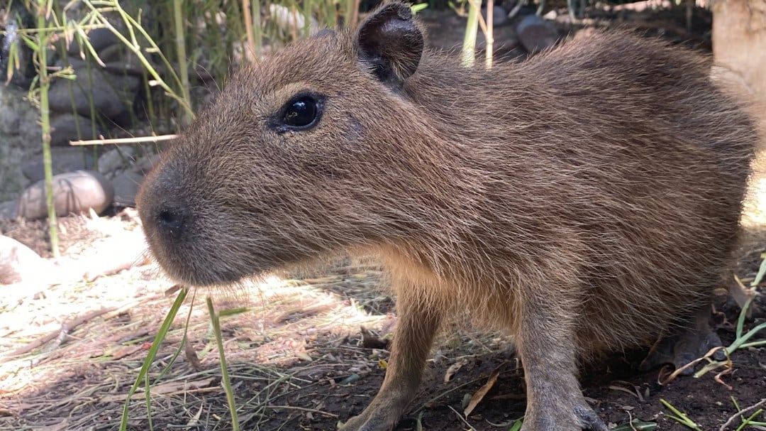 Capibara en el Buin Zoo