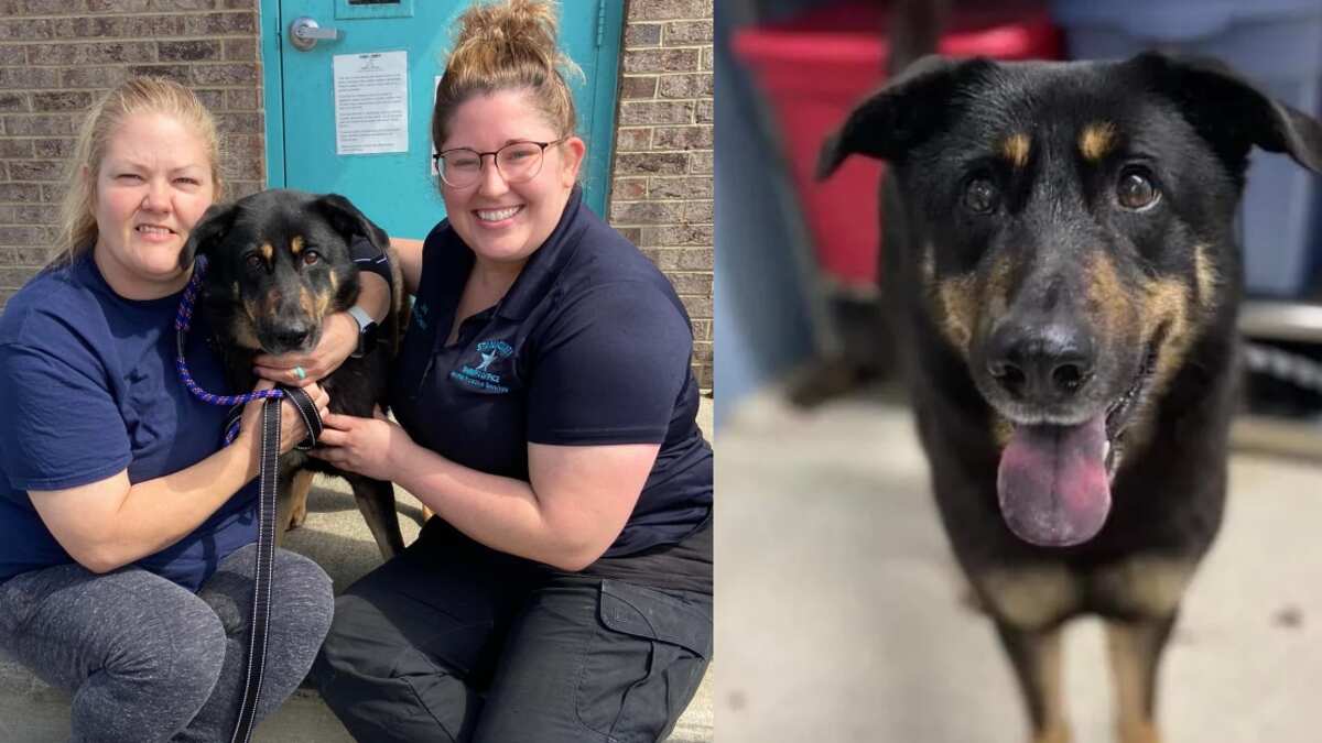 Perro fue abandonado por ser gay