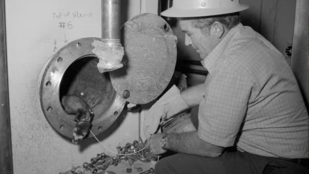 Walter Pelczarski (ingeniero) con Felicia (hurona). Crédito de la foto: Fermilab