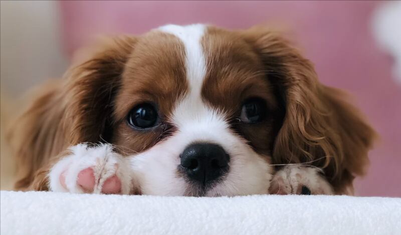 Esta mascota se ganó el corazón de todos en redes sociales