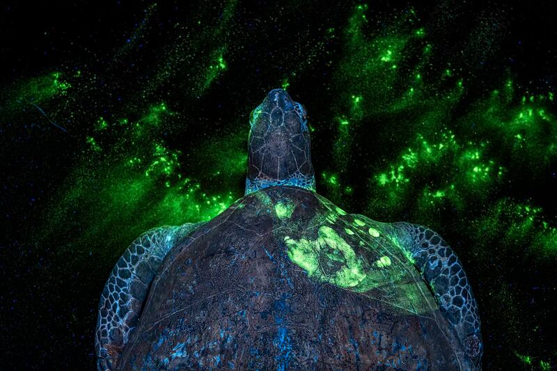 Conoce las imágenes ganadoras del Environmental Photography Award 2026, organizado por la Prince Albert II of Monaco Foundation. Foto: Magnific.