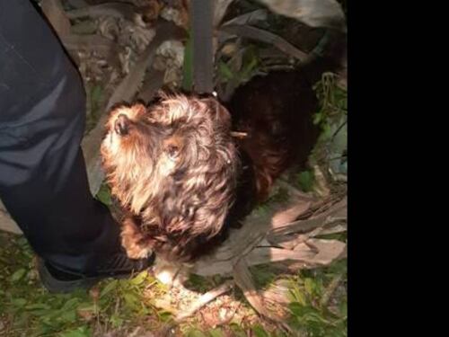 Son los mejores: abuelo de 81 años cayó a un barranco y fue rescatado luego de más de 7 horas gracias al “aviso” de su perrito que siempre se mantuvo a su lado