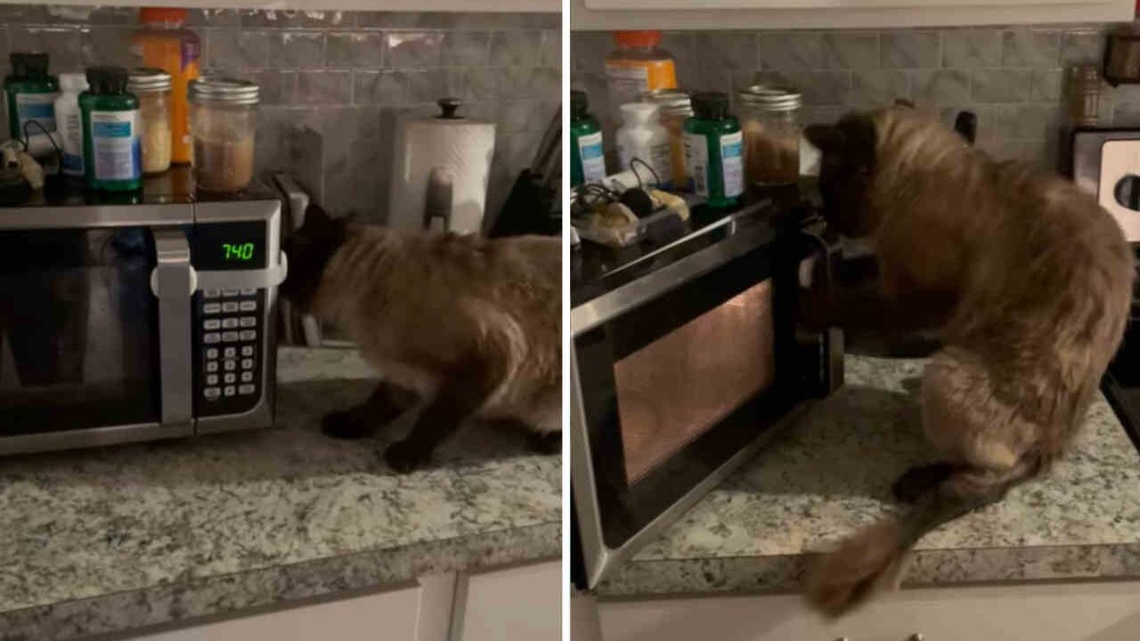 Un gato muy habilidoso