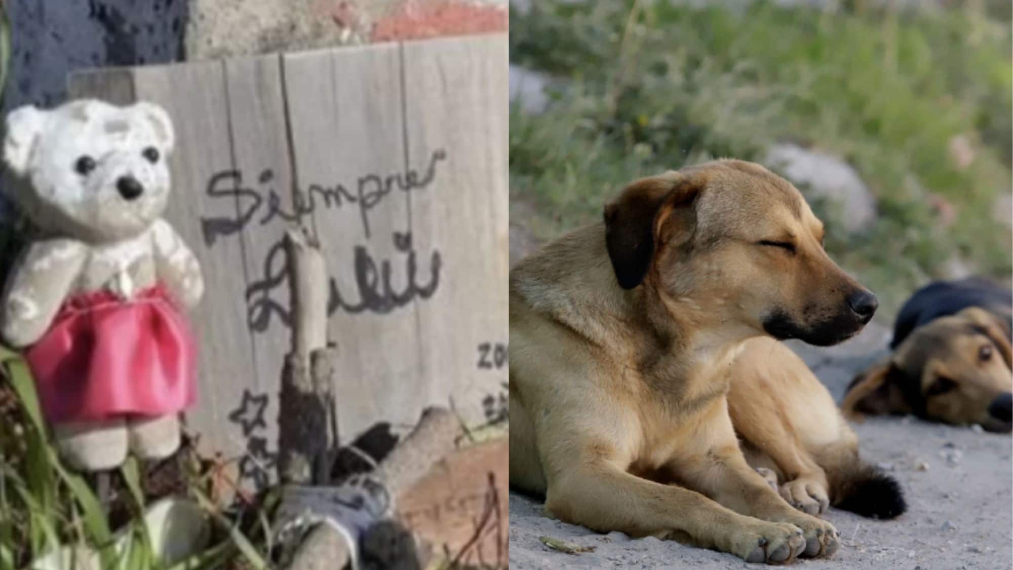Cementerio ilegal de mascotas en Caleta Lenga | Archivo Canal 9 | Pantallazo nota Canal 9