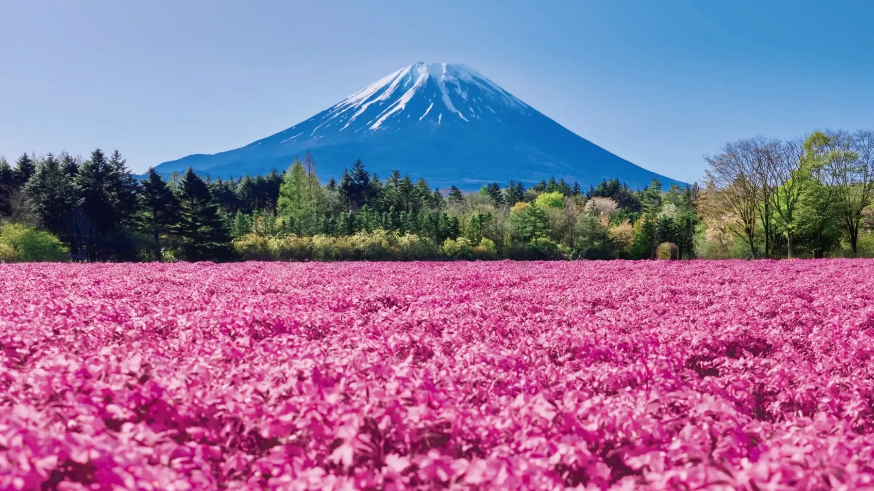 Cada año, entre mediados de abril y finales de mayo, el Fuji Shibazakura Festival transforma los paisajes cercanos al Monte Fuji en una alfombra de colores. Foto: Fuji Shibazakura Festival.