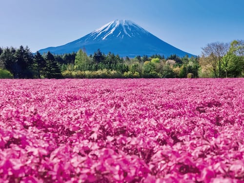 Fuji Shibazakura Festival: un mar rosa a los pies del Monte Fuji