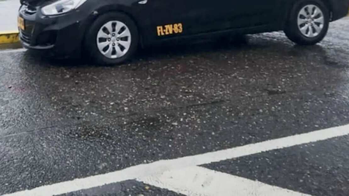 Lobo marino en Valdivia