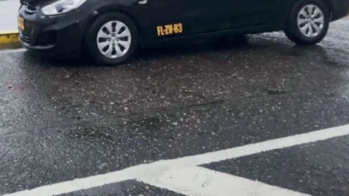 Lobo marino en Valdivia