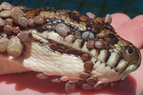 Tratan por anemia a la pitón hallada en una piscina con 500 garrapatas