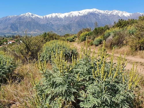 ¿Es un resfriado o alergia otoñal? Conoce la ambrosía, la planta que confunde a los chilenos en esta época