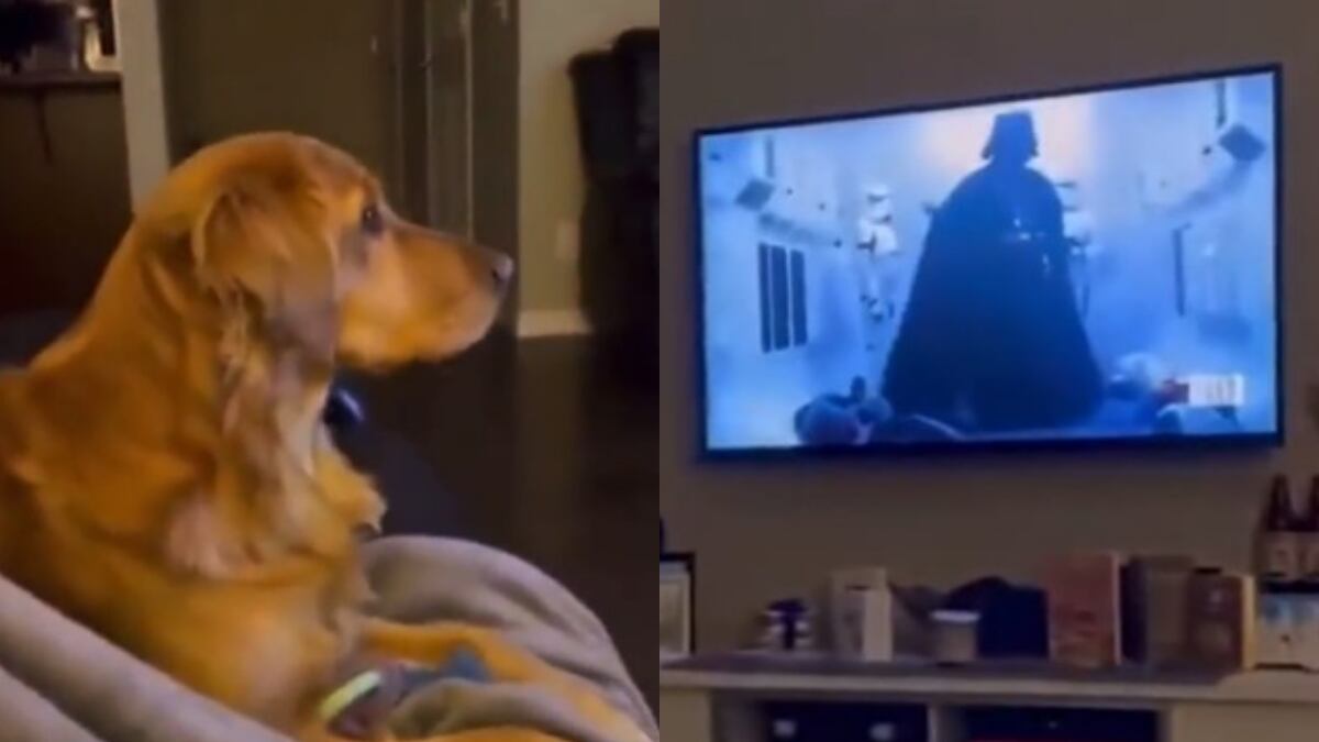 El perrito se asustó al ver a Darth Vader