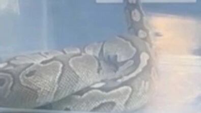 Serpiente Pitón